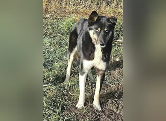 BLUE SKY - gerettet aus Horror Tötung Slatina, Ostern'22