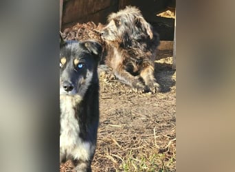 BLUE SKY - gerettet aus Horror Tötung Slatina, Ostern'22