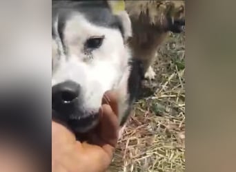 RHANJA ♥ - Gerettet aus Horror Tötung Slatina, Ostern'22