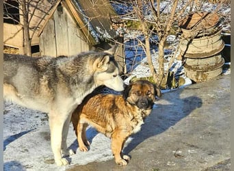 RHANJA ♥ - Gerettet aus Horror Tötung Slatina, Ostern'22