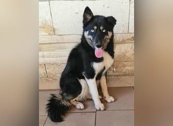 BLUE SKY - gerettet aus Horror Tötung Slatina, Ostern'22