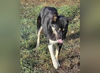 BLUE SKY - gerettet aus Horror Tötung Slatina, Ostern'22