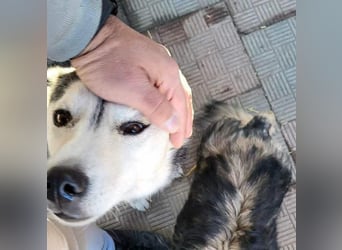 RHANJA ♥ - Gerettet aus Horror Tötung Slatina, Ostern'22