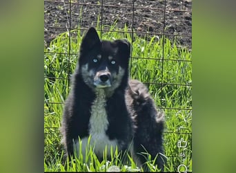 BLUE SKY - gerettet aus Horror Tötung Slatina, Ostern'22