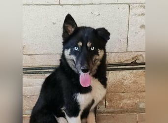 BLUE SKY - gerettet aus Horror Tötung Slatina, Ostern'22