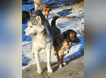 RHANJA ♥ - Gerettet aus Horror Tötung Slatina, Ostern'22