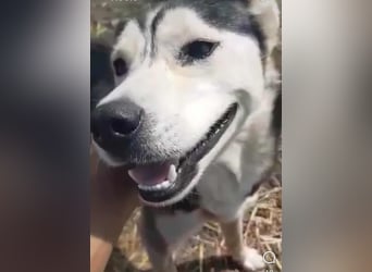 RHANJA ♥ - Gerettet aus Horror Tötung Slatina, Ostern'22