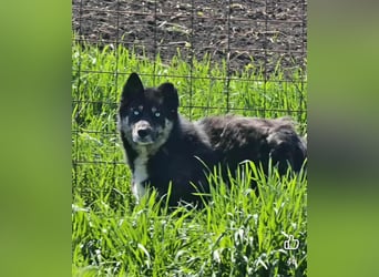 BLUE SKY - gerettet aus Horror Tötung Slatina, Ostern'22