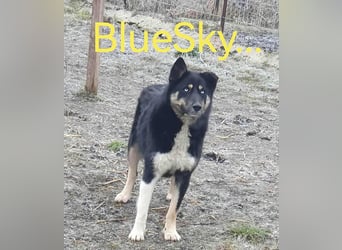 BLUE SKY - gerettet aus Horror Tötung Slatina, Ostern'22