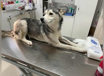 RHANJA ♥ - Gerettet aus Horror Tötung Slatina, Ostern'22