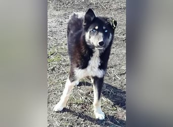 BLUE SKY - gerettet aus Horror Tötung Slatina, Ostern'22