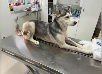 RHANJA ♥ - Gerettet aus Horror Tötung Slatina, Ostern'22