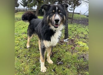 Ljubo ein ganz toller Kerl