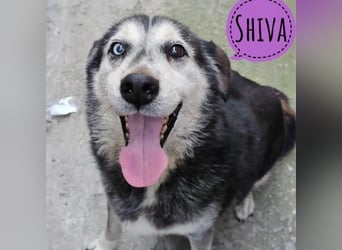 Shiva eine feine Dame