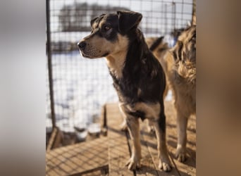 Dustin ein gutmütiger vitaler Hundebub