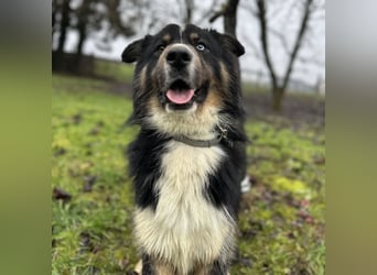 Ljubo ein ganz toller Kerl