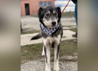 Zazuji ein sehr hübscher Rüde