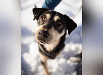 Dustin ein gutmütiger vitaler Hundebub