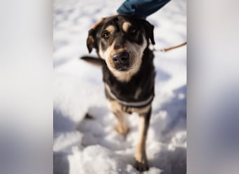 Dustin ein gutmütiger vitaler Hundebub