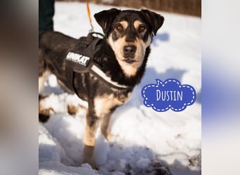 Dustin ein gutmütiger vitaler Hundebub