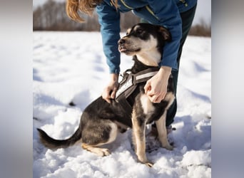 Dustin ein gutmütiger vitaler Hundebub