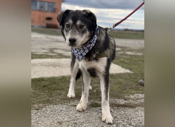 Zazuji ein sehr hübscher Rüde