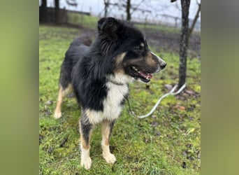 Ljubo ein ganz toller Kerl