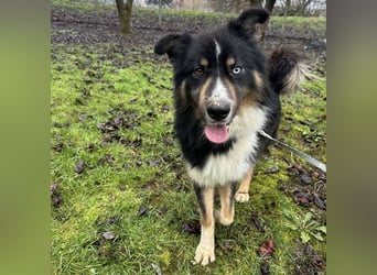 Ljubo ein ganz toller Kerl