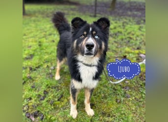 Ljubo ein ganz toller Kerl