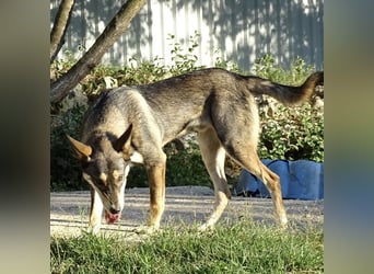 Artur ein Sonnenschein