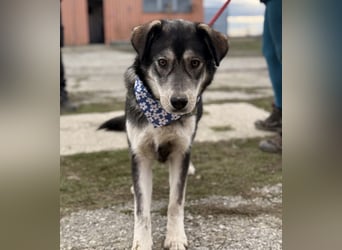 Zazuji ein sehr hübscher Rüde