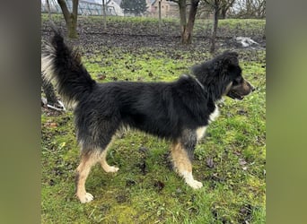 Ljubo ein ganz toller Kerl