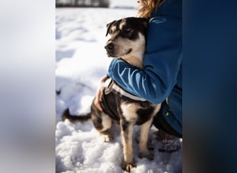 Dustin ein gutmütiger vitaler Hundebub