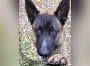 Husky-Malinois-Mix Russel sucht ein neues Zuhause