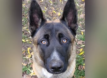 Husky-Malinois-Mix Russel sucht ein neues Zuhause