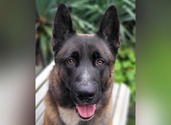 Husky-Malinois-Mix Russel sucht ein neues Zuhause