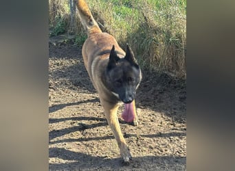 Husky-Malinois-Mix Russel sucht ein neues Zuhause