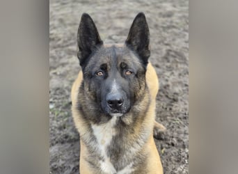 Husky-Malinois-Mix Russel sucht ein neues Zuhause