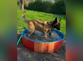 Husky-Malinois-Mix Russel sucht ein neues Zuhause