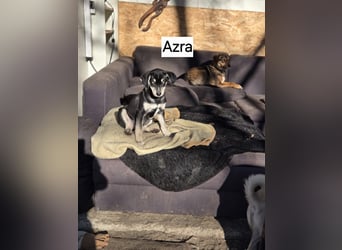 Azra BE – bezaubernder Welpe mit strahlend blauen Augen sucht Zuhause