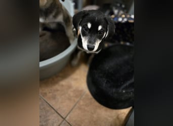 Afra BE – aktive Junghündin sucht sportliches Zuhause 