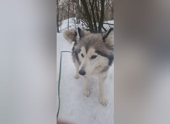 Shara BE – freundliche Huskymix Hündin sucht liebevolles Zuhause 