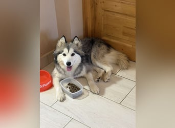 Shara BE – freundliche Huskymix Hündin sucht liebevolles Zuhause 