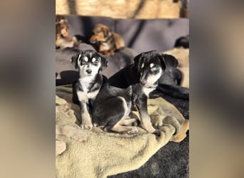 Azra BE – bezaubernder Welpe mit strahlend blauen Augen sucht Zuhause