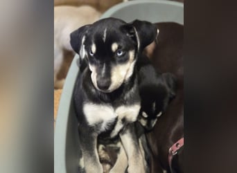 Azra BE – bezaubernder Welpe mit strahlend blauen Augen sucht Zuhause