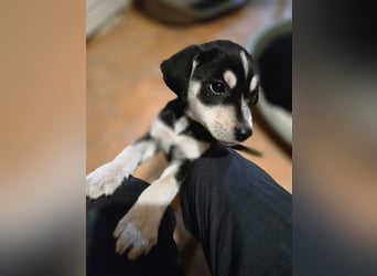 Afra BE – aktive Junghündin sucht sportliches Zuhause 