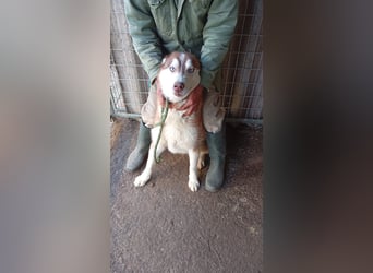 Aladar PP – junger Huskyrüde mit neugierigem Wesen sucht aktive Menschen 