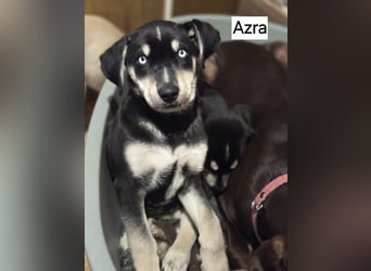 Azra BE – bezaubernder Welpe mit strahlend blauen Augen sucht Zuhause