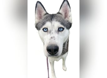 Sia ❤️ rundum liebe, tolle Familienhündin