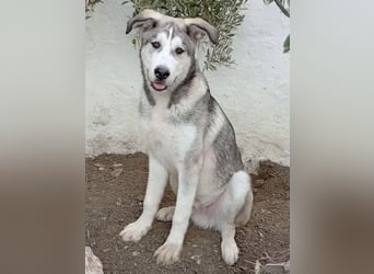 Lope, ein freundlicher Hundebub